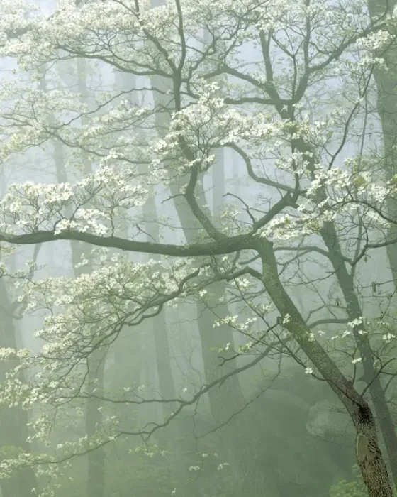 Framed Print : USA, Virginia, Shenandoah National Park, Flowering Dogwood in foggy forest Framed Print : USA, Virginia, Shenandoah National Park, Flowering Dogwood in foggy forest