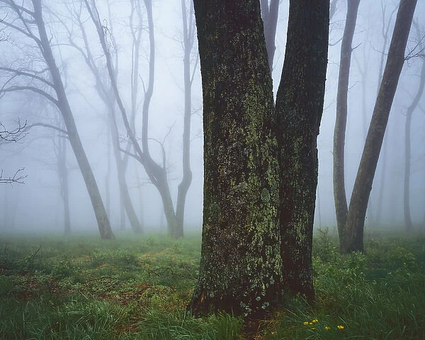 USA, Virginia, Shenandoah National Park, Fog in forest