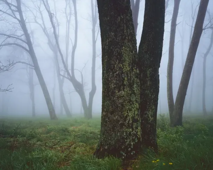 Framed Print : USA, Virginia, Shenandoah National Park, Fog in forest Framed Print : USA, Virginia, Shenandoah National Park, Fog in forest