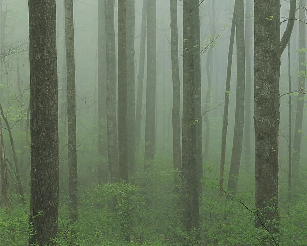 USA, Virginia, Shenandoah National Park, Yellow Poplar forest