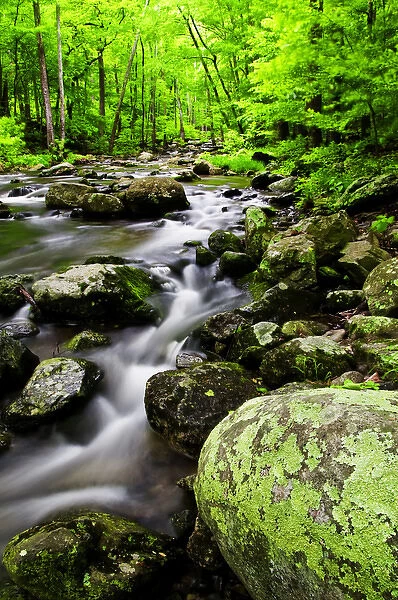 USA, Virginia, Shenandoah National Park. Creek flows through forest