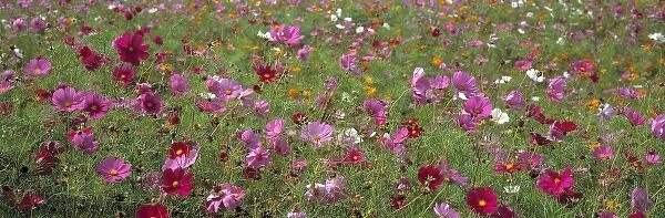 USA, Virginia, Tazewell. Colorful cosmos cover a wide field near Tazewell, Virginia