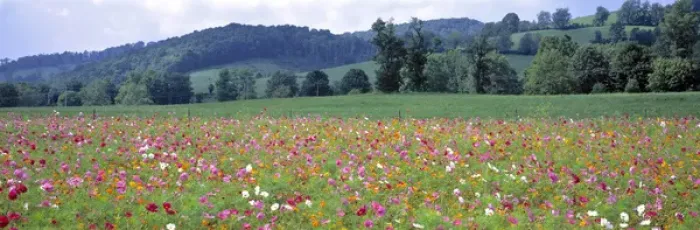 Framed Print : USA, Virginia, Tazewell. Colorful cosmos cover a wide field near Tazewell, Virginia Framed Print : USA, Virginia, Tazewell. Colorful cosmos cover a wide field near Tazewell, Virginia