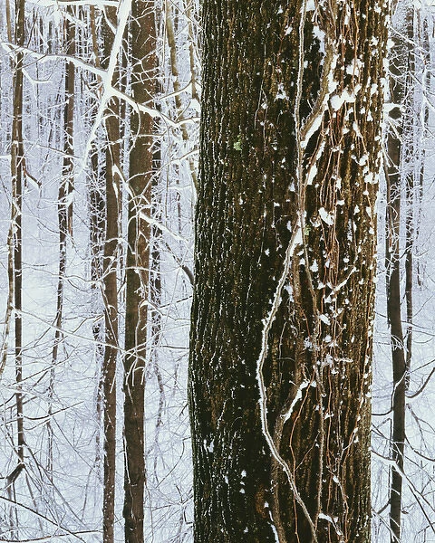 USA, Virginia, Warren County, Frost in forest