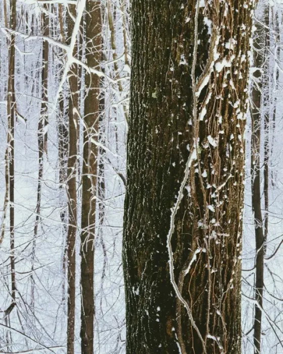 Framed Print : USA, Virginia, Warren County, Frost in forest Framed Print : USA, Virginia, Warren County, Frost in forest