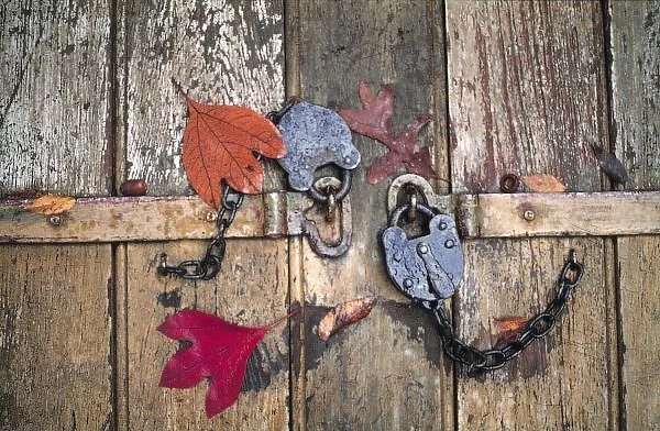 USA, Virginia, Williamburg. Autumn leaves cover two old locks that secure an old