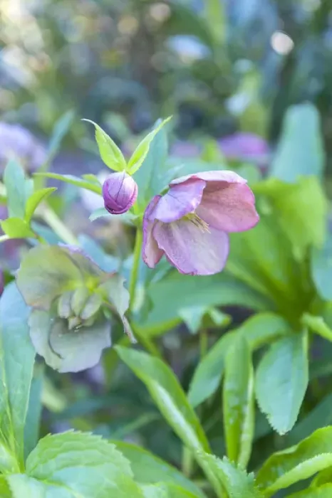 Framed Print : USA, Virginia, Williamsburg, Hellebore Framed Print : USA, Virginia, Williamsburg, Hellebore