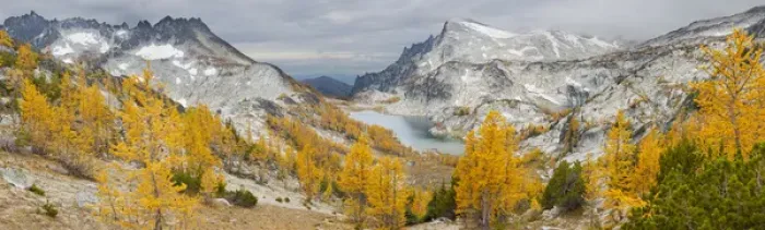 Framed Print : USA, WA, Alpine Lakes WIlderness Enchantments. Panorama of golden larch (Larix lyallii)