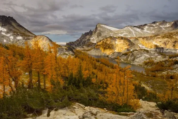Framed Print : USA, WA, Alpine Lakes WIlderness Enchantments. Subalpine Larch (Larix lyallii), Perfection lake Framed Print : USA, WA, Alpine Lakes WIlderness Enchantments. Subalpine Larch (Larix lyallii), Perfection lake