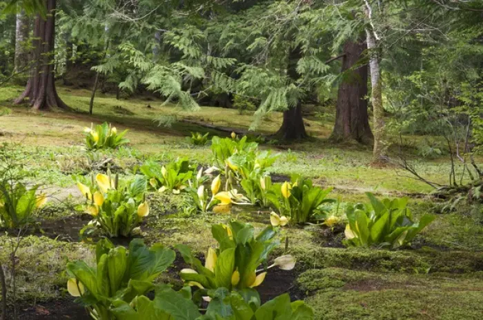 Framed Print : USA, WA, Bainbridge Island. Bloedel Reserve has hiking trails through its 250 acres