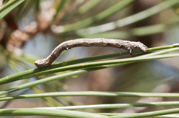 USA, WA, Bainbridge Island. Geometrid moth caterpillar had unique gait (inchworm)