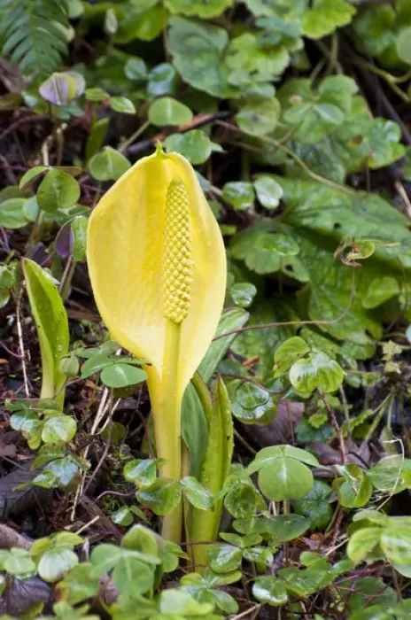 Framed Print : USA, WA, Bainbridge Island. Western Skunk Cabbage (Lysichiton americanus) is native