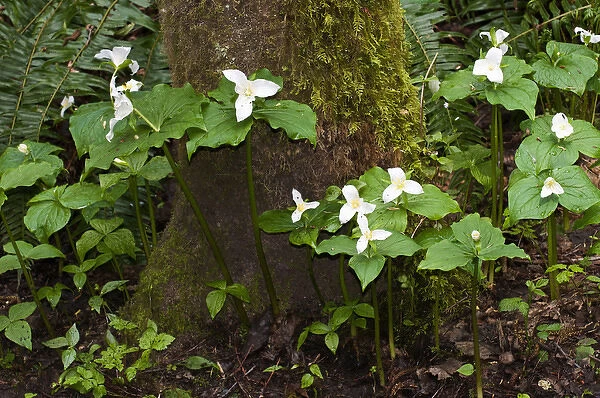 USA, WA, Bainbridge Island. Western Trillium (Trillium ovatum) blooms on trail in