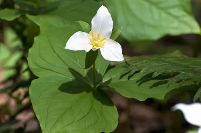 Framed Print : USA, WA, Bainbridge Island. Western Trillium (Trillium ovatum) blooms on trail in Framed Print : USA, WA, Bainbridge Island. Western Trillium (Trillium ovatum) blooms on trail in