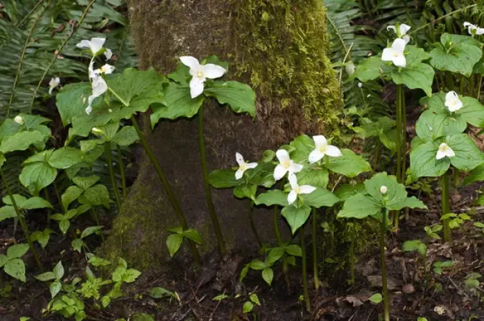 Framed Print : USA, WA, Bainbridge Island. Western Trillium (Trillium ovatum) blooms on trail in Framed Print : USA, WA, Bainbridge Island. Western Trillium (Trillium ovatum) blooms on trail in