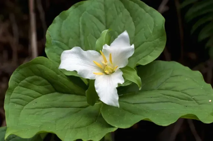 Framed Print : USA, WA, Bainbridge Island. Western Trillium (Trillium ovatum) blooms on trail in Framed Print : USA, WA, Bainbridge Island. Western Trillium (Trillium ovatum) blooms on trail in