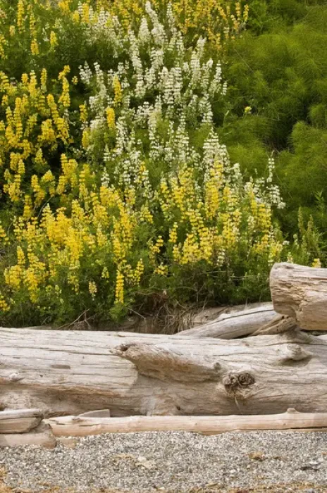 Framed Print : USA, WA, Camano Island. Yellow Bush Lupine (Lupinus arboreus) is native to California Framed Print : USA, WA, Camano Island. Yellow Bush Lupine (Lupinus arboreus) is native to California