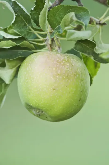 Framed Print : USA, WA, Columbia River Valley, Granny Smith Apple Ripe for Harvest (Selective Focus) Framed Print : USA, WA, Columbia River Valley, Granny Smith Apple Ripe for Harvest (Selective Focus)