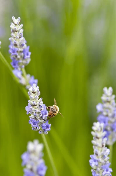 USA, WA. Cultivated worldwide lavender is used for cosmetic, medicinal and culinary applications