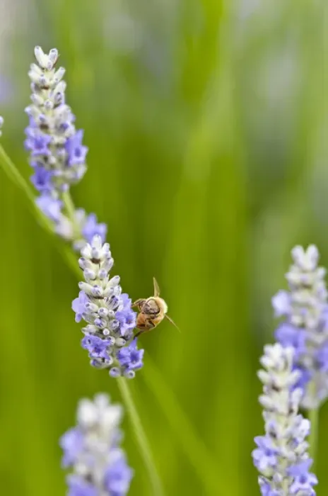 Framed Print : USA, WA. Cultivated worldwide lavender is used for cosmetic, medicinal and culinary applications Framed Print : USA, WA. Cultivated worldwide lavender is used for cosmetic, medicinal and culinary applications