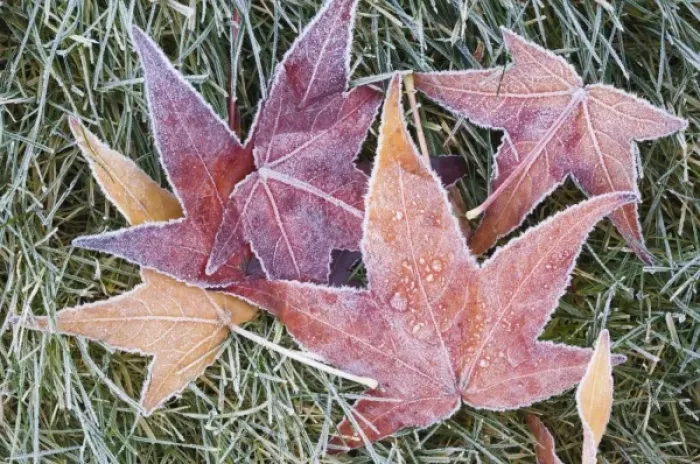 Framed Print : USA, WA, Frost on Sweet Gum Leaves (Liquidambar styraciflua) Framed Print : USA, WA, Frost on Sweet Gum Leaves (Liquidambar styraciflua)