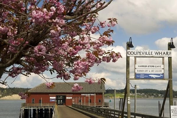 USA, WA, Island County, Whidbey Island, Coupeville. Cherry blossoms decorate entrace