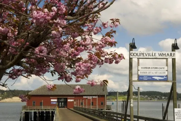 Framed Print : USA, WA, Island County, Whidbey Island, Coupeville. Cherry blossoms decorate entrace