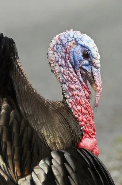 USA, WA, La Conner. Wild turkeys (Meleagris gallopavo) have established in the town