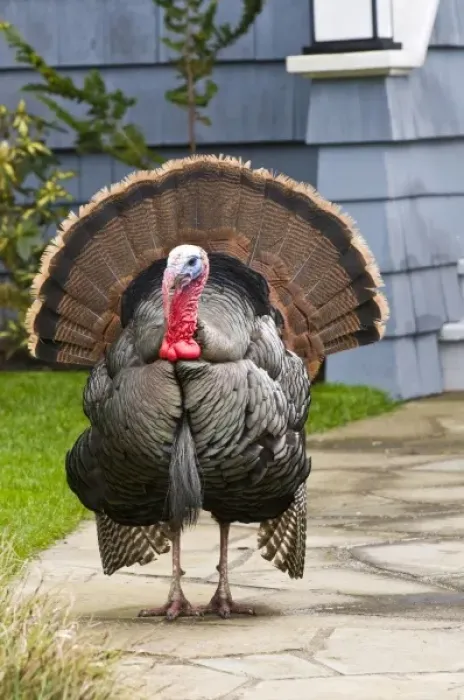 Framed Print : USA, WA, La Conner. Wild turkeys (Meleagris gallopavo) have established in the town