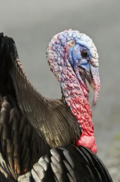 Framed Print : USA, WA, La Conner. Wild turkeys (Meleagris gallopavo) have established in the town