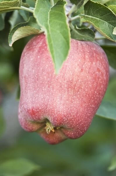 USA, WA, Lake Chelan, Red Delicious Apple Ripe for Harvest (Selective Focus)