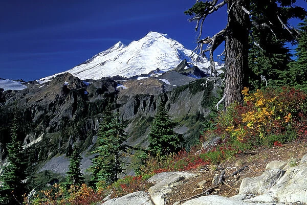 USA, WA, Mt Baker Recreation Area. Mt Baker from Artists Point with fall color