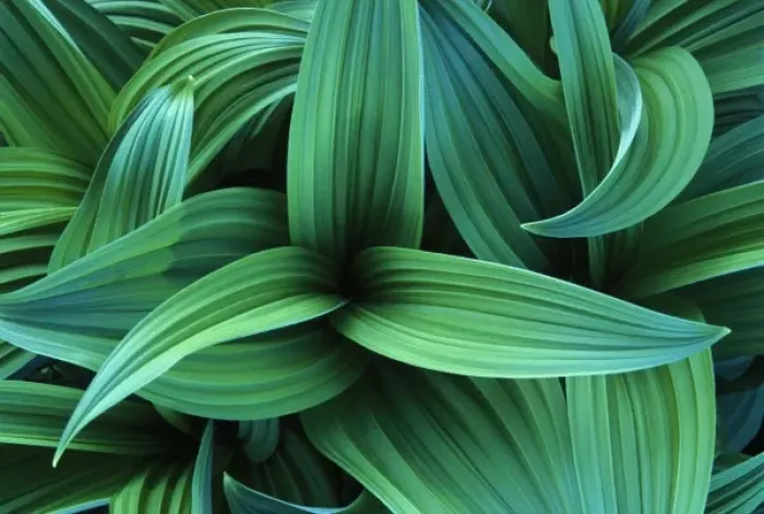 Framed Print : USA, WA, Mt. Rainer NP, Corn Lily (Veratrum viride). NOT AVAILABLE FOR EUROPEAN CLIENTS Framed Print : USA, WA, Mt. Rainer NP, Corn Lily (Veratrum viride). NOT AVAILABLE FOR EUROPEAN CLIENTS