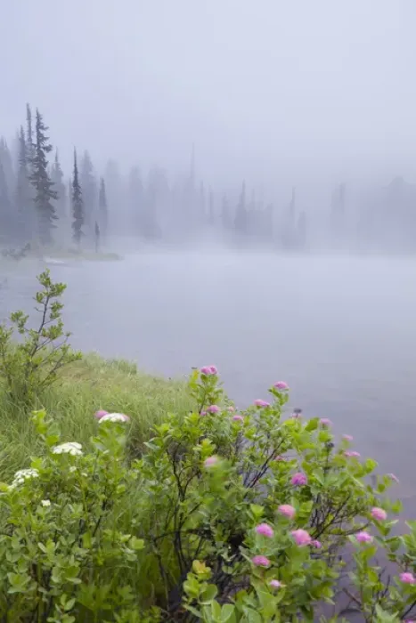 Framed Print : USA, WA, Mt. Rainier National Park. Rosy Spirea at shore of Reflection lake on foggy Framed Print : USA, WA, Mt. Rainier National Park. Rosy Spirea at shore of Reflection lake on foggy