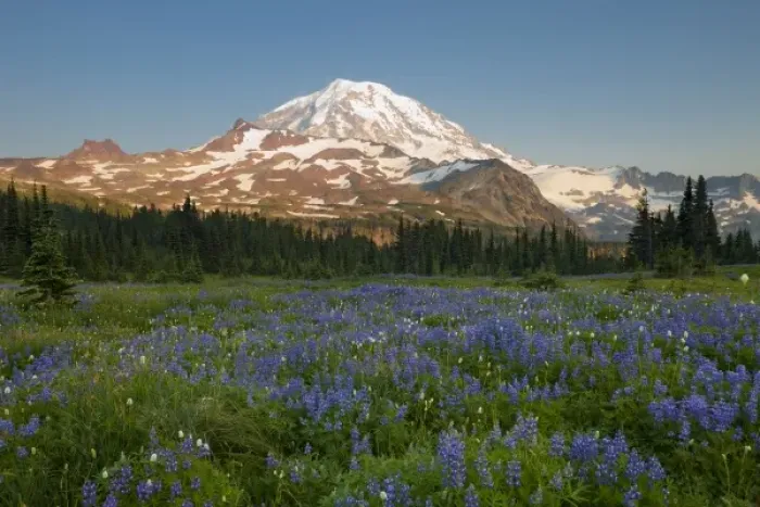 Framed Print : USA, WA, Mt. Rainier National Park. Field of lupine (Lupinus latifolius) at Spray Park, Mt Framed Print : USA, WA, Mt. Rainier National Park. Field of lupine (Lupinus latifolius) at Spray Park, Mt