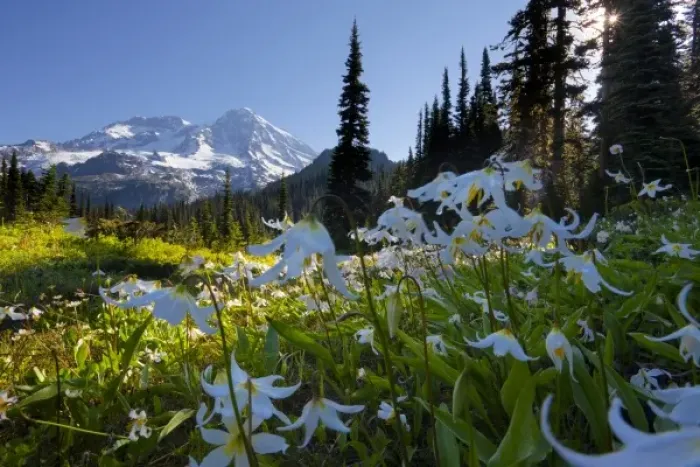 Framed Print : USA, WA, Mt. Rainier National Park. Avalanche Lilies (Erythronium montanum) in foreground Framed Print : USA, WA, Mt. Rainier National Park. Avalanche Lilies (Erythronium montanum) in foreground