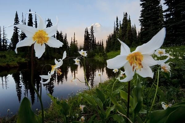USA, WA, Mt. Rainier National Park. Avalanche Lilies (Erythronium montanum) front