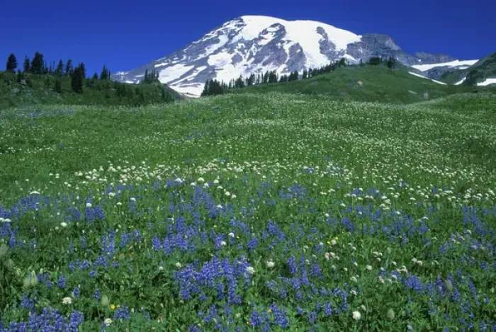 Framed Print : USA, WA, Mt. Rainier NP, Lupine & Mt. Rainier Framed Print : USA, WA, Mt. Rainier NP, Lupine & Mt. Rainier