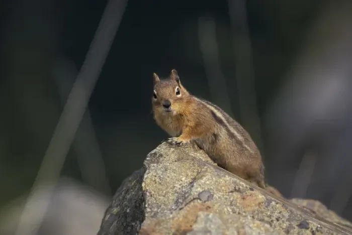 Framed Print : USA, WA, North Cascades. Golden Mantled Ground Squirrel on rock