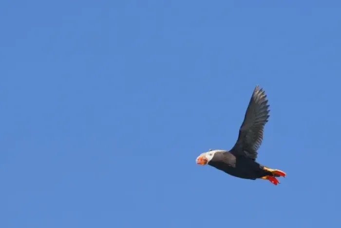 Framed Print : USA, WA, Olympic National Park. Tufted Puffin (Fratercula cirrhata) in flight near Toleak Point