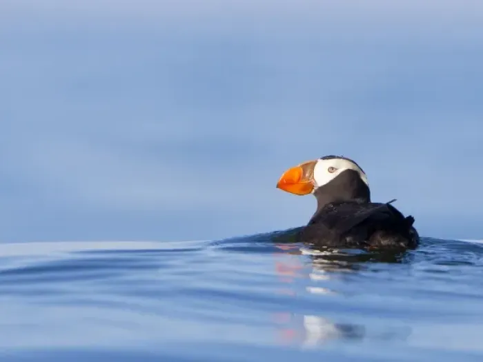 Framed Print : USA, WA, Olympic National Park. Tufted Puffin (Fratercula cirrhata) swimming on Framed Print : USA, WA, Olympic National Park. Tufted Puffin (Fratercula cirrhata) swimming on