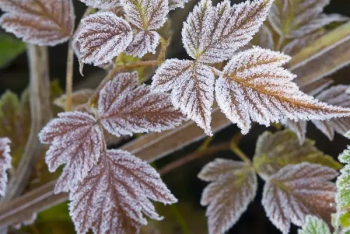 Framed Print : USA, WA, Olympic National Park. Elegant rime frost coats leaves