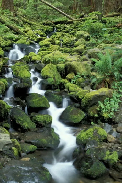 Framed Print : USA, WA, Olympic NP. Cascading stream on Sol Duc Falls Trail Framed Print : USA, WA, Olympic NP. Cascading stream on Sol Duc Falls Trail