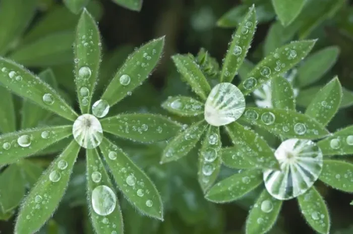 Framed Print : USA, WA, Olympic NP, Raindrops on Lupine Leaves