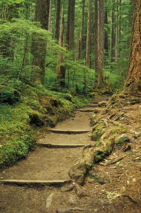 Framed Print : USA, WA, Olympic NP, Sol Duc Falls area. Sol Duc Falls Trail Framed Print : USA, WA, Olympic NP, Sol Duc Falls area. Sol Duc Falls Trail