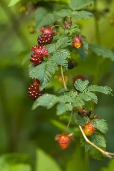 Framed Print : USA, WA. Prized fruit of native Salmonberry (Rubus spectabilis) is delicacy of summer Framed Print : USA, WA. Prized fruit of native Salmonberry (Rubus spectabilis) is delicacy of summer
