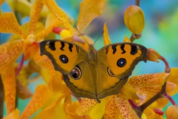 Framed Print : USA, WA, Sammamish, Tropical Butterfy photograph of Junonia almana the Peacock Pansy