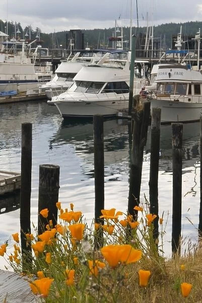 USA, WA, San Juan Islands. Blooming California Poppies in Friday Harbor