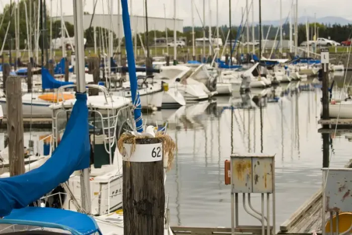 Framed Print : USA, WA, San Juan Islands. Gull nesting in busy Cap Sante Harbor, Fidalgo Island Framed Print : USA, WA, San Juan Islands. Gull nesting in busy Cap Sante Harbor, Fidalgo Island