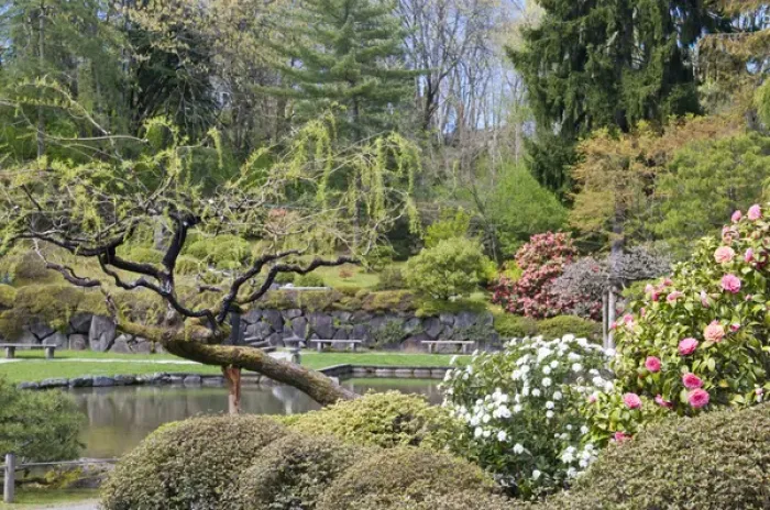 Framed Print : USA, WA, Seattle. Japanese Gardens part of Washington Park Arboretum managed by City